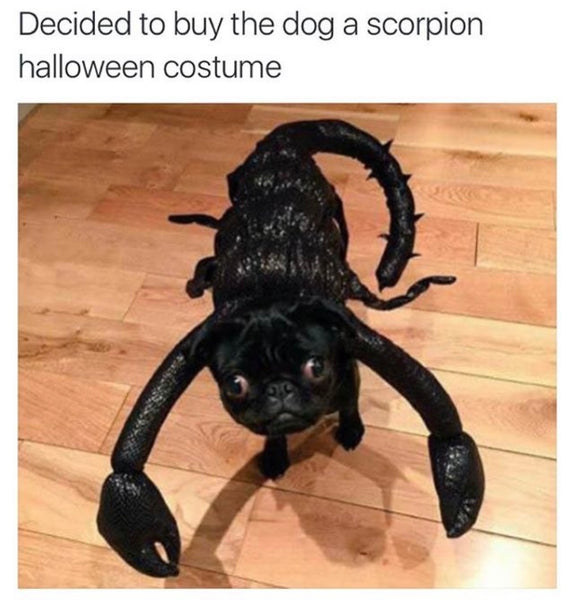 Dog and Cat spider/scorpion costume