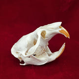 Taxidermy Animal Skull