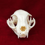 Taxidermy Animal Skull