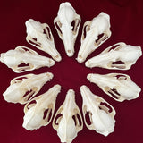 Taxidermy Animal Skull