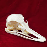 Taxidermy Animal Skull