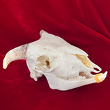 Taxidermy Animal Skull