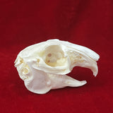 Taxidermy Animal Skull