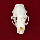 Taxidermy Animal Skull
