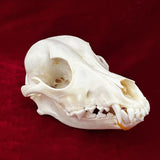 Taxidermy Animal Skull