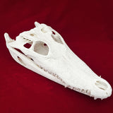 Taxidermy Animal Skull