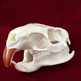 Taxidermy Animal Skull