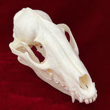 Taxidermy Animal Skull