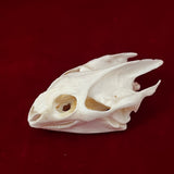 Taxidermy Animal Skull