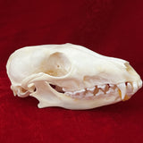 Taxidermy Animal Skull