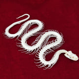 Taxidermy Animal Skull